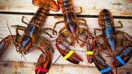 American lobster sales remain strong in China despite labor and product shortages