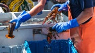 Biden admin's new rule could put pinch on lobster fishermen while letting others off the hook: critics