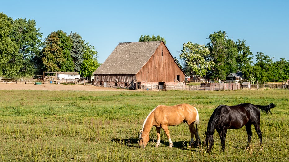 Black and tan horse on an Idaho farm with a wooden barn