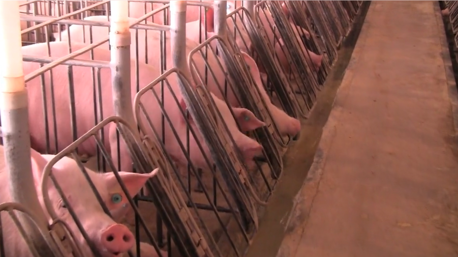 Proposition 12 is trying to ban gestation crates seen above. Source: Humane Society of the U.S.