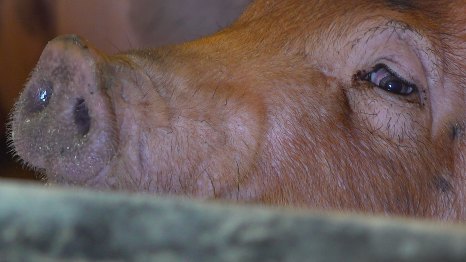Farmers say the new cage requirements don't improve the care of breeding pigs.