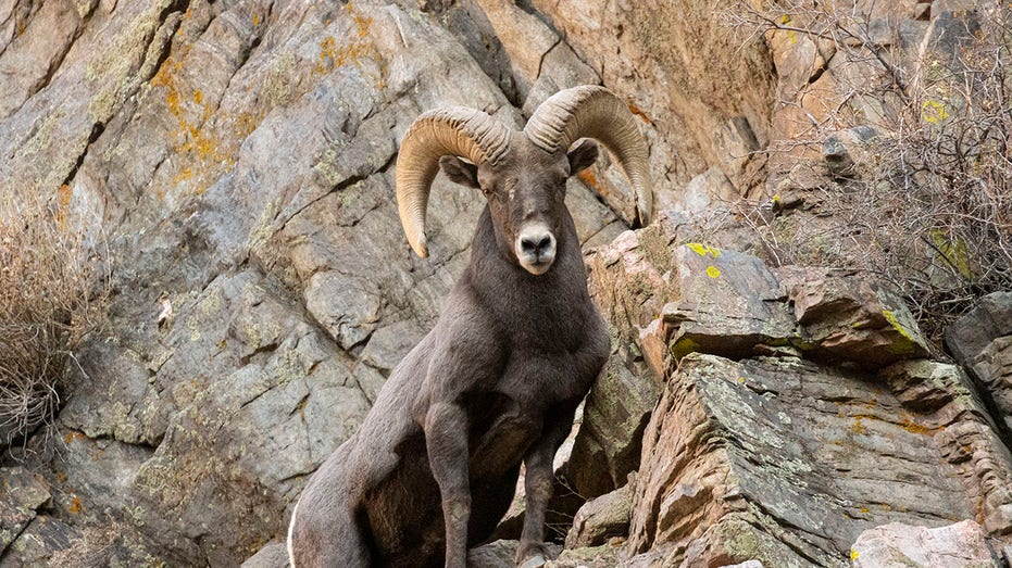 Bighorn Sheep Waterton