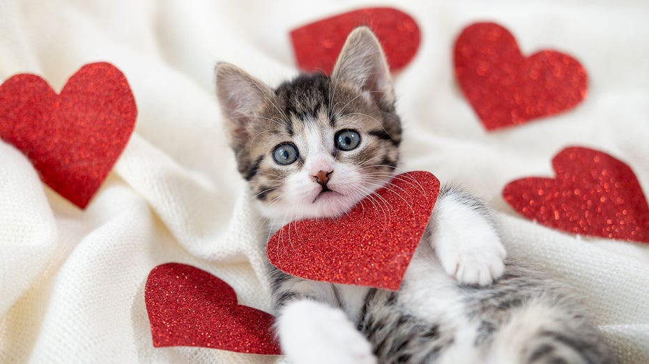 cat Valentine's Day