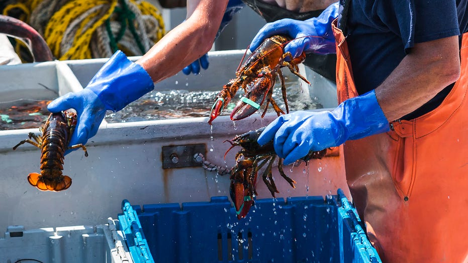 Aragoste vive del Maine che vengono smistate su una barca da pesca