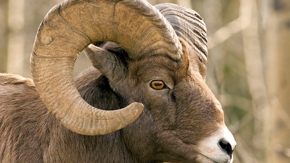 Close-up of brown bighorn sheep