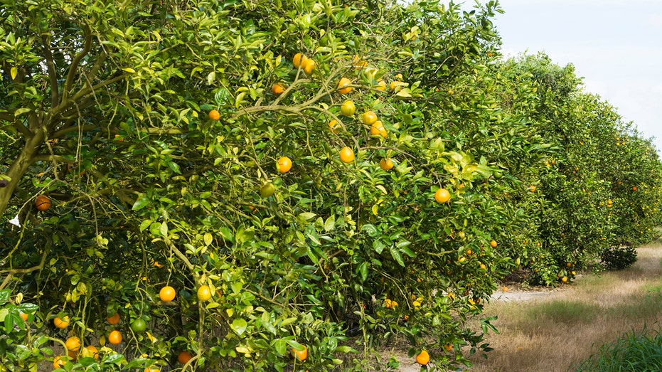 The Oviedo Florida Chuluota orange groves in the sunshine