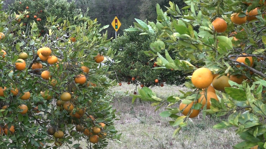 orange grove