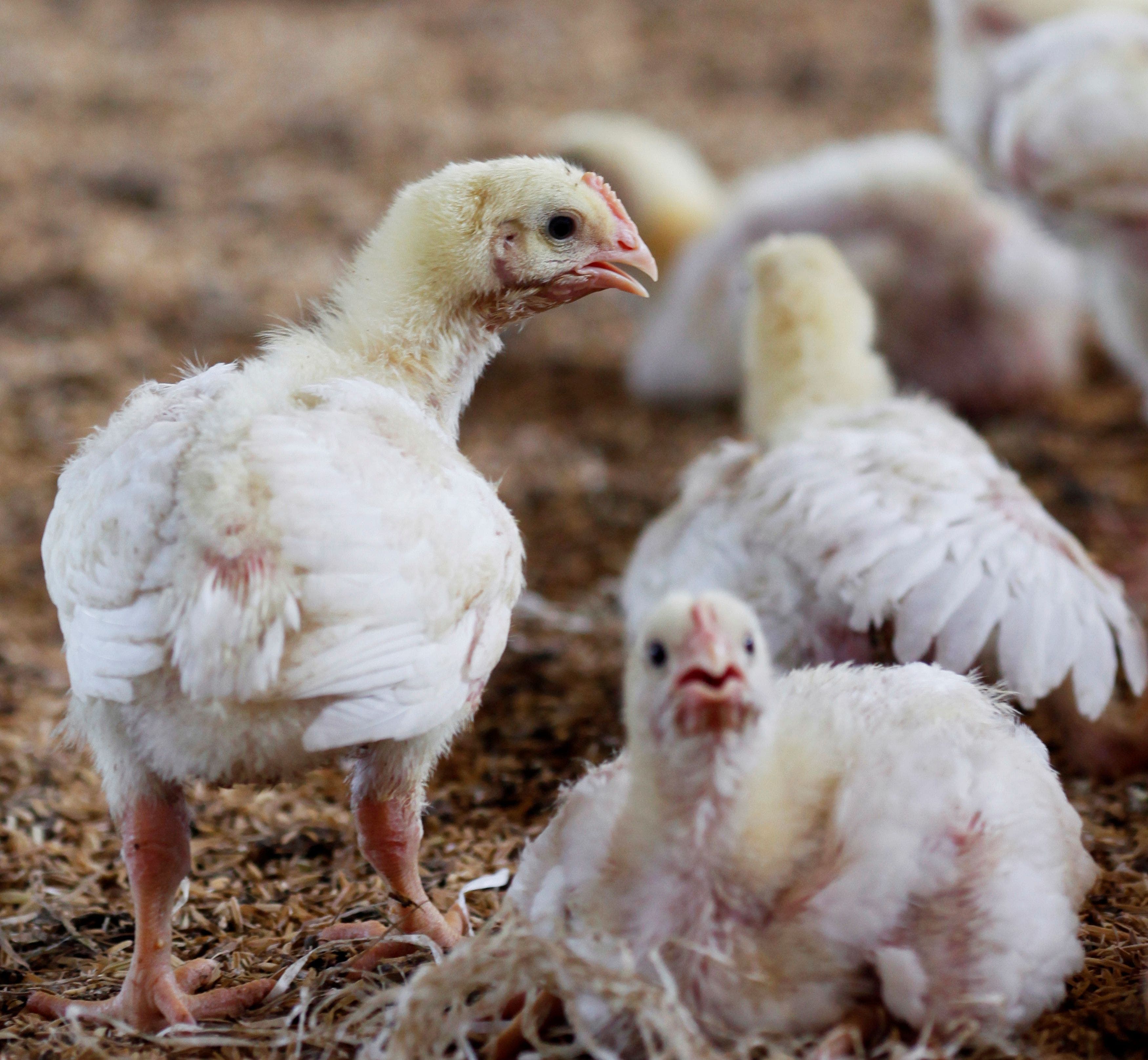 Bird flu outbreak at Georgia poultry facility pauses sales