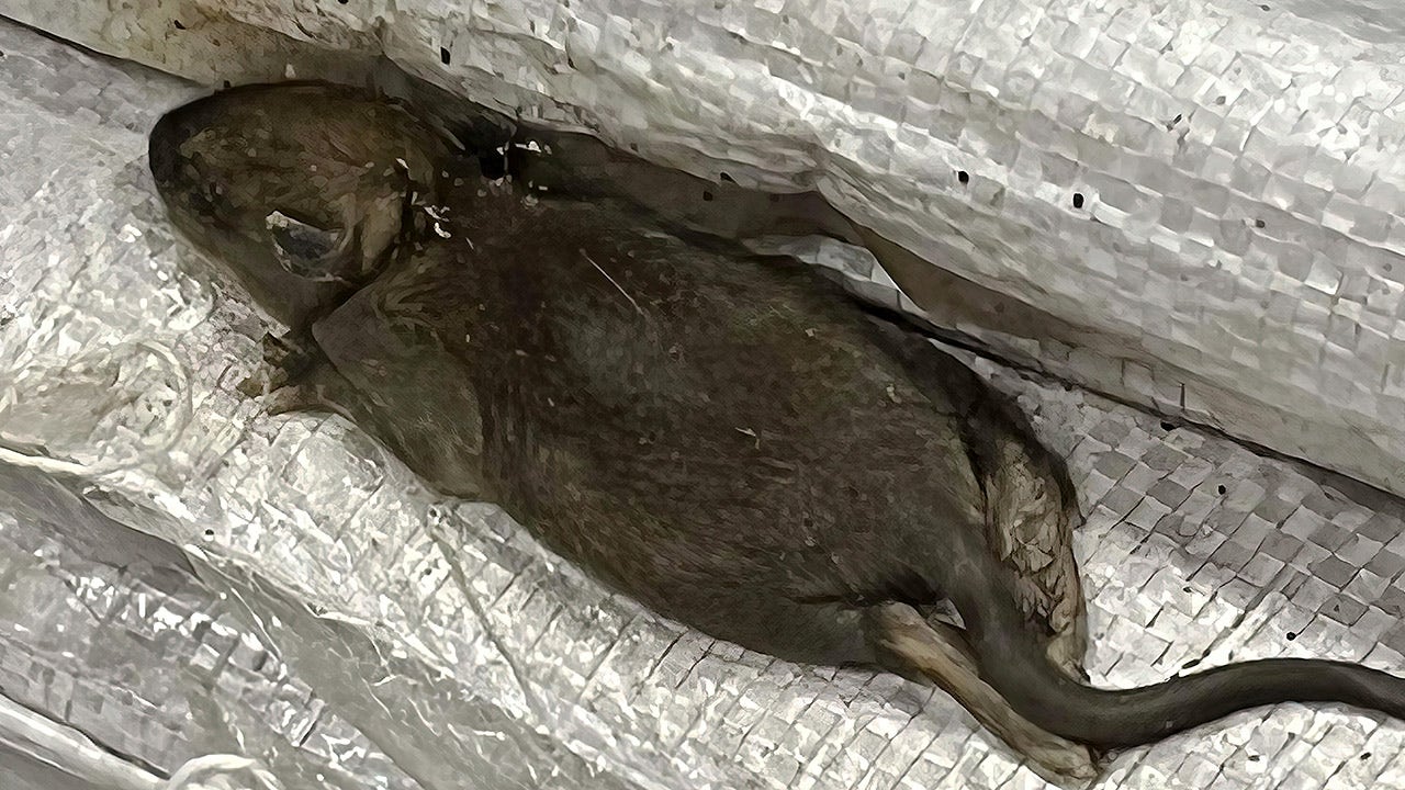 Arkansas Family Dollar facility tied to rodent infestation closing for