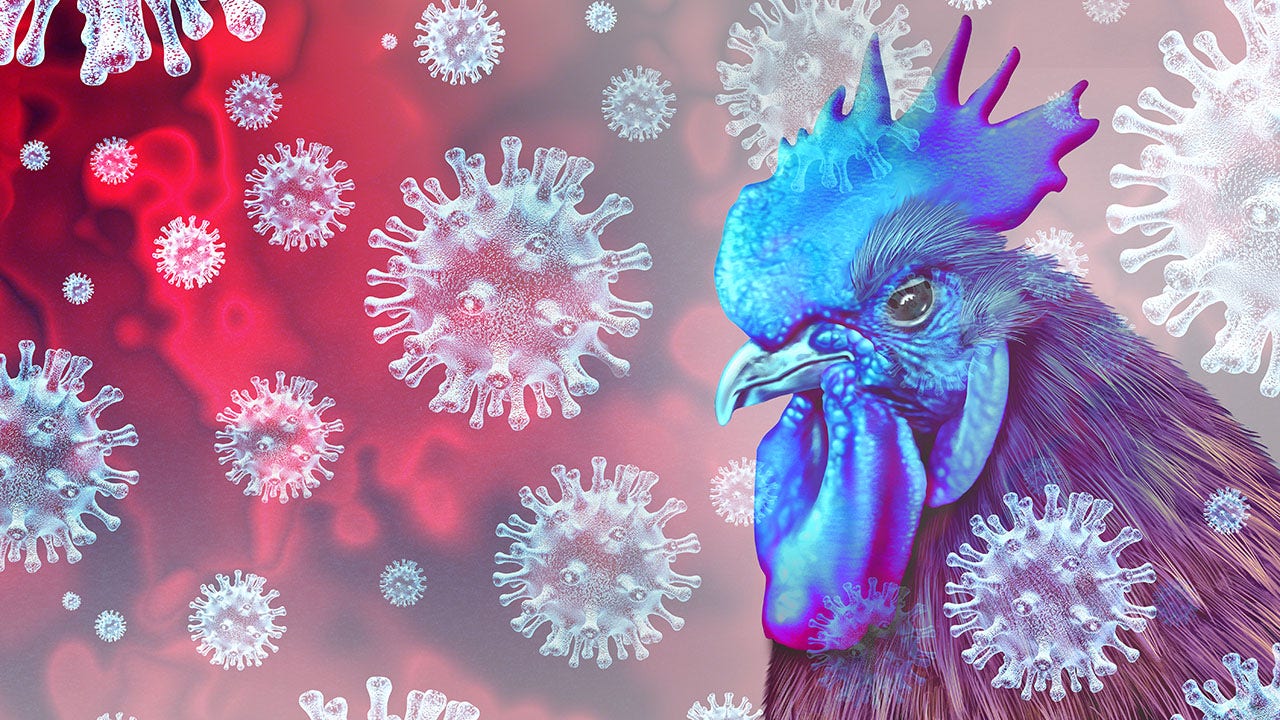 Bird flu detected in Michigan flock, federal authorities say - Fox Business