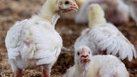 Bird flu outbreak at Georgia poultry facility pauses sales