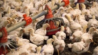 Bird flu detected in Kentucky, Virginia, Indiana as outbreak widens