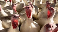Bird flu outbreaks put US poultry farms on high alert