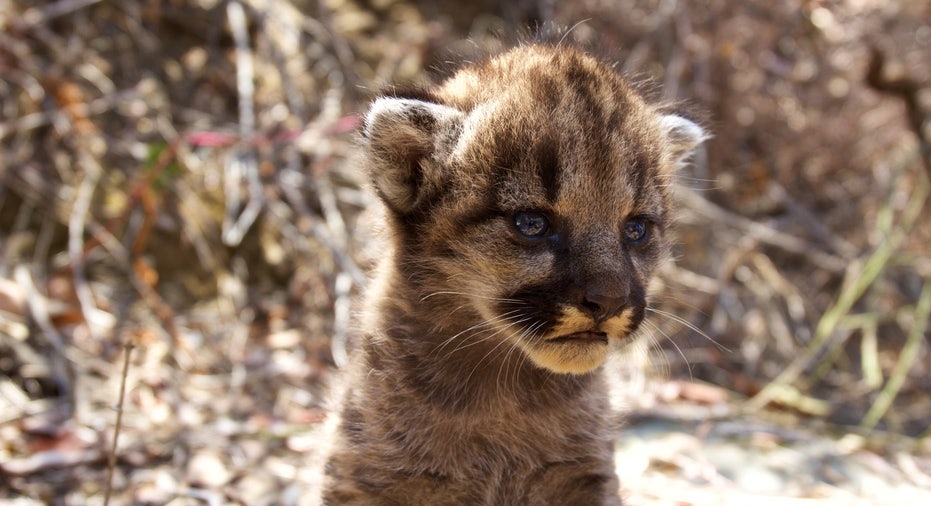 Wealthy California Town Backpedals On Declaring Itself A Mountain Lion   2018 09 04T195951Z 1561247185 RC1B79B792F0 RTRMADP 3 USA WILDLIFE 