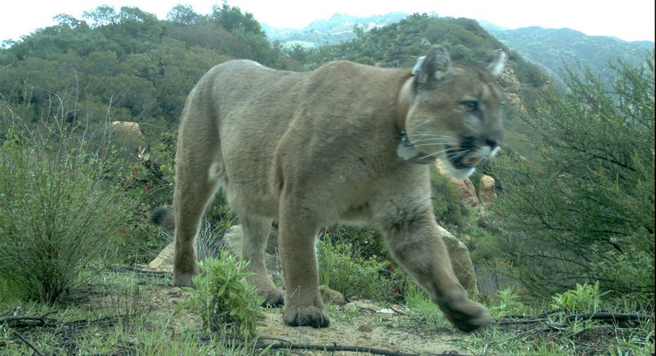 Wealthy California Town Backpedals On Declaring Itself A Mountain Lion   Mountain Lion Thumb 