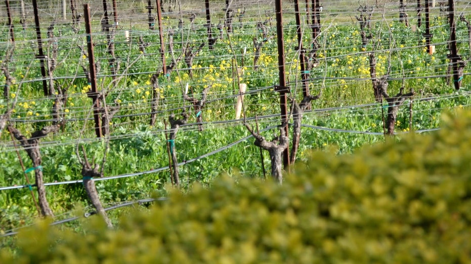 Close to 81 percent of the nation's wine is produced in California, according to the Wine Institute.