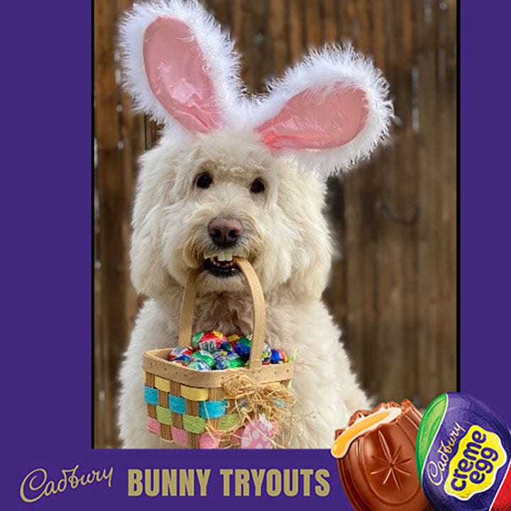 Therapy dog named 2022 Cadbury Bunny Fox Business