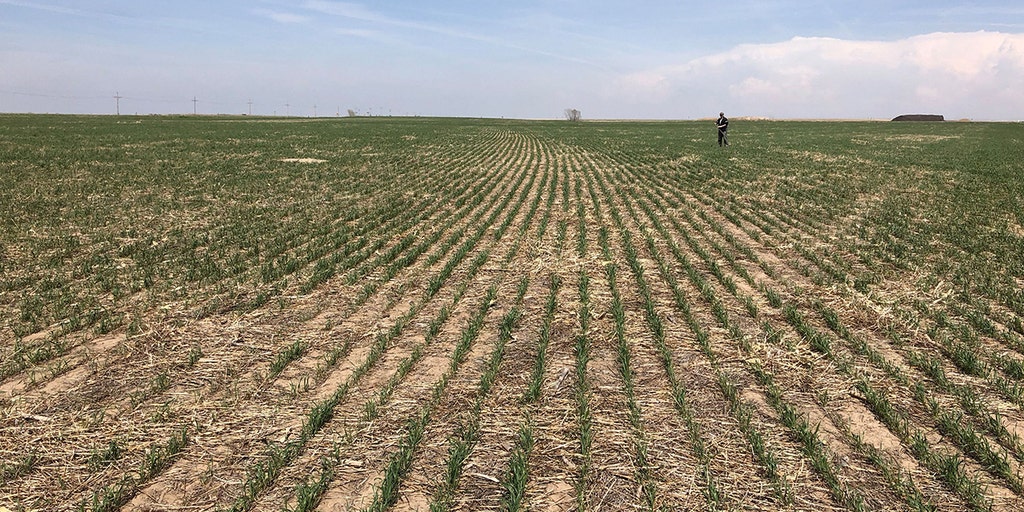 Plains drought to curb U.S. wheat harvest, adding to global supply worries - Vimarsana News