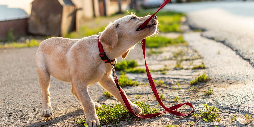 American Kennel Club names U.S.'s favorite dog breed - Vimarsana News