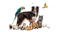 Pet costs 2022: New report breaks down our spending habits