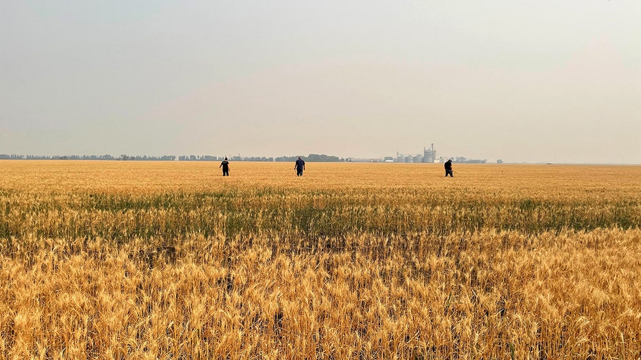 wheat crop