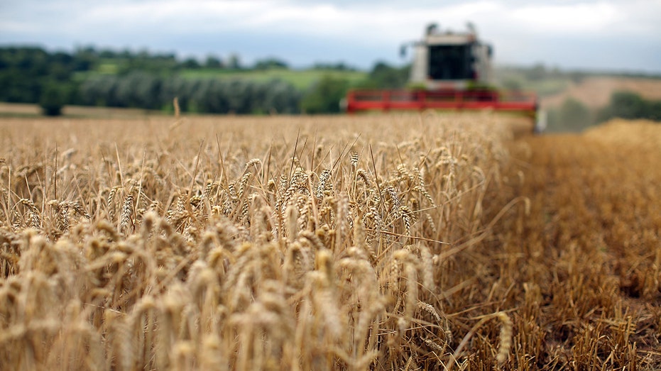 field of wheat