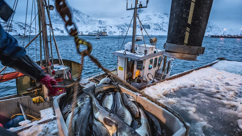 Fishing boats out for skrei cod in the arctic sea