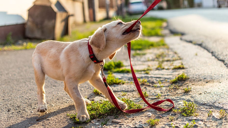 Kennel club clearance labrador puppies