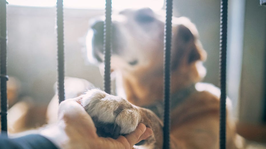 dog paw fence