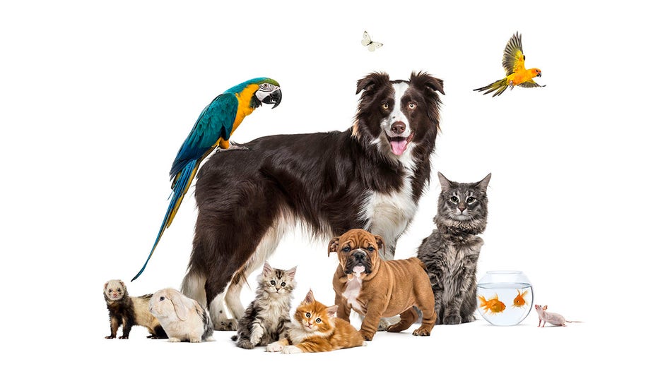 pets