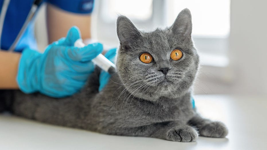 Cat vet shot