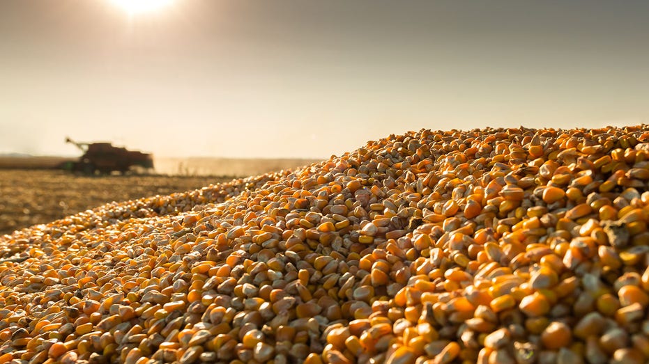 Corn harvest on a farmland in sunset