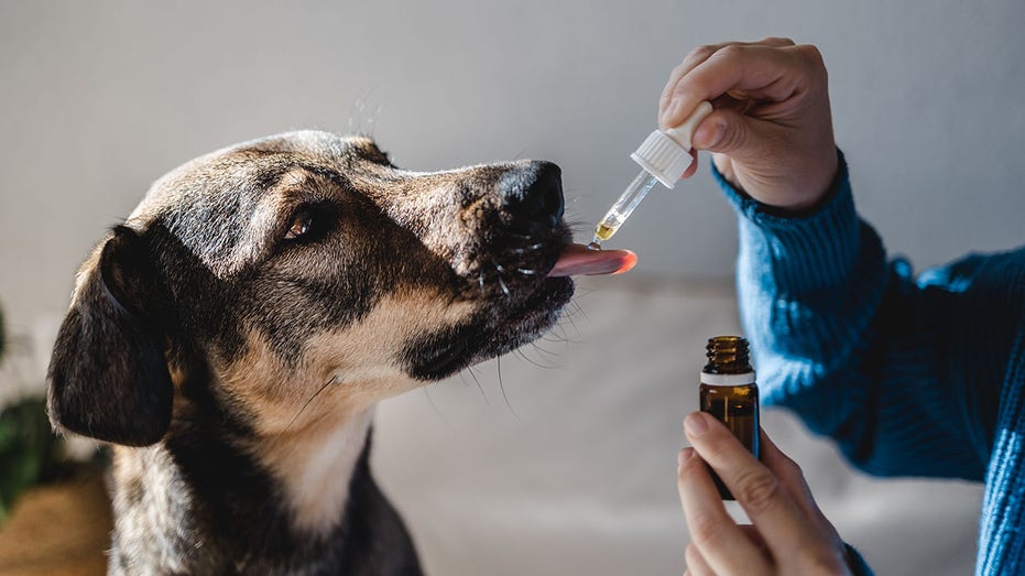 Dog getting medicine