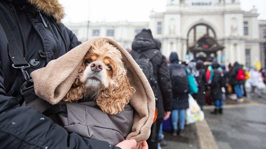 Ukrainian refugee dog