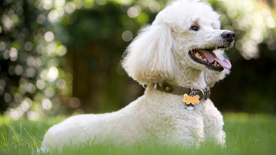 Smartest Breeds of Dogs – American Kennel Club