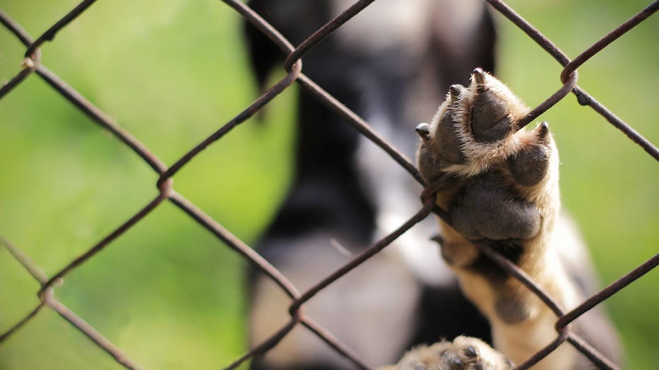 dog paw fence