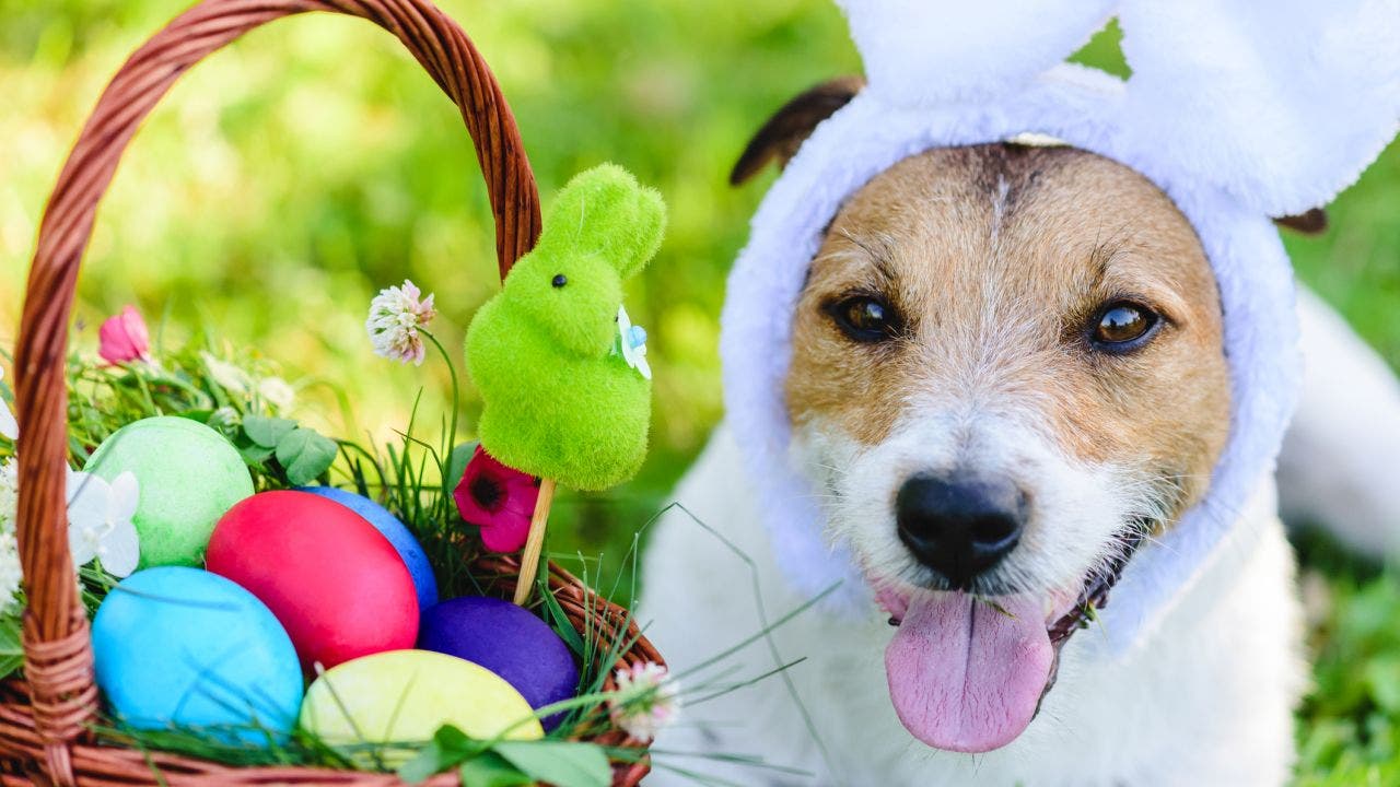 PetSmart to host free Easter Photo Day for festive pet owners: ‘Pets are our family’