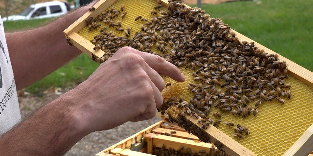 Beehives are being installed in places you might not usually see them - Vimarsana News