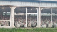 Bird flu outbreak affects over 24 states, poultry prices rise