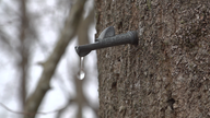 Inflation causes sticky situation for some maple farmers as tapping season comes to an end