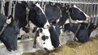 Dairy farms decline 64% in 20 years with shift to bigger, commercial operations