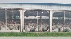 Bird flu outbreak hurting nearly half the US, and poultry prices are only going up