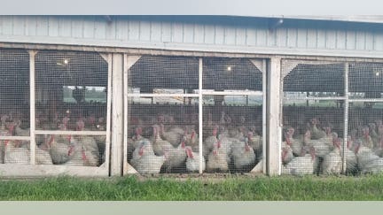 The Minnesota Board of Animal Health said at least 15 poultry flocks have been affected as of Tuesday. 