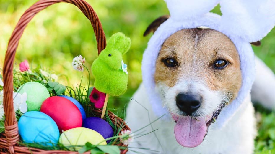 Dog wears Easter bunny costume