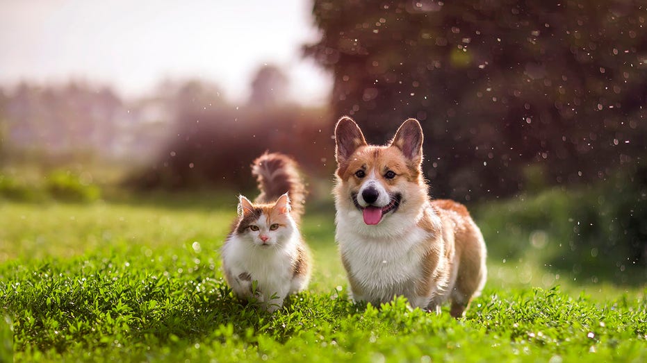 friends red cat and corgi dog walking in a summer meadow under the drops of warm rain