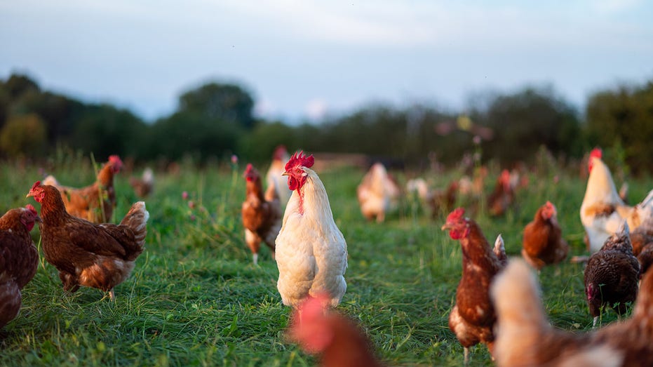 chickens free range