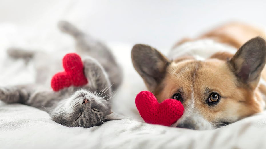 funny friends cute cat and corgi dog are lying on a white bed together