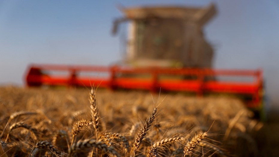 A French farmer harvests his field of wheat