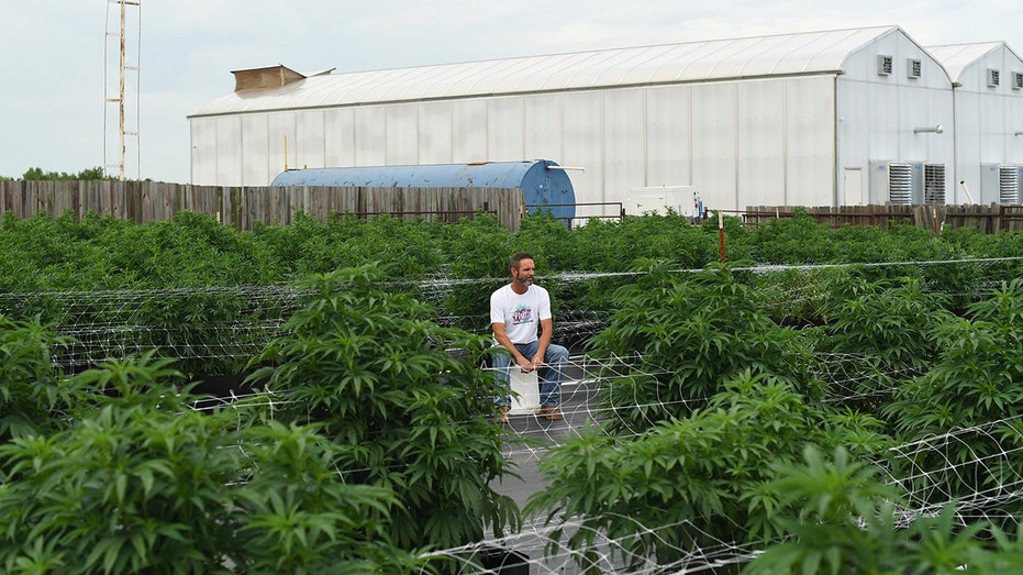 Mans sits in the middle of a marijuana crop farm in Oklahoma