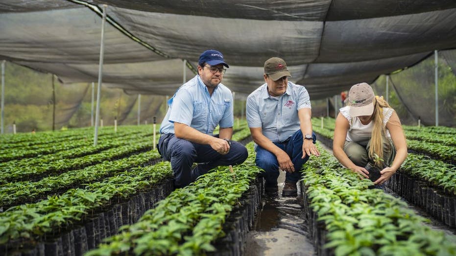 Three sourcing experts examine coffee plants